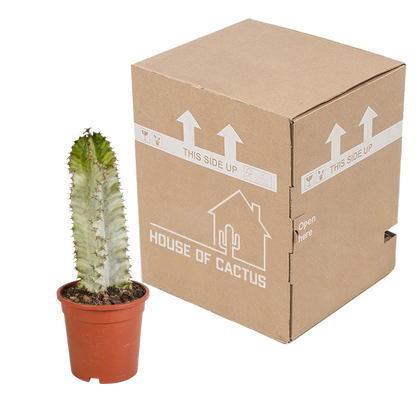 Euphorbia marmorata 17 cm