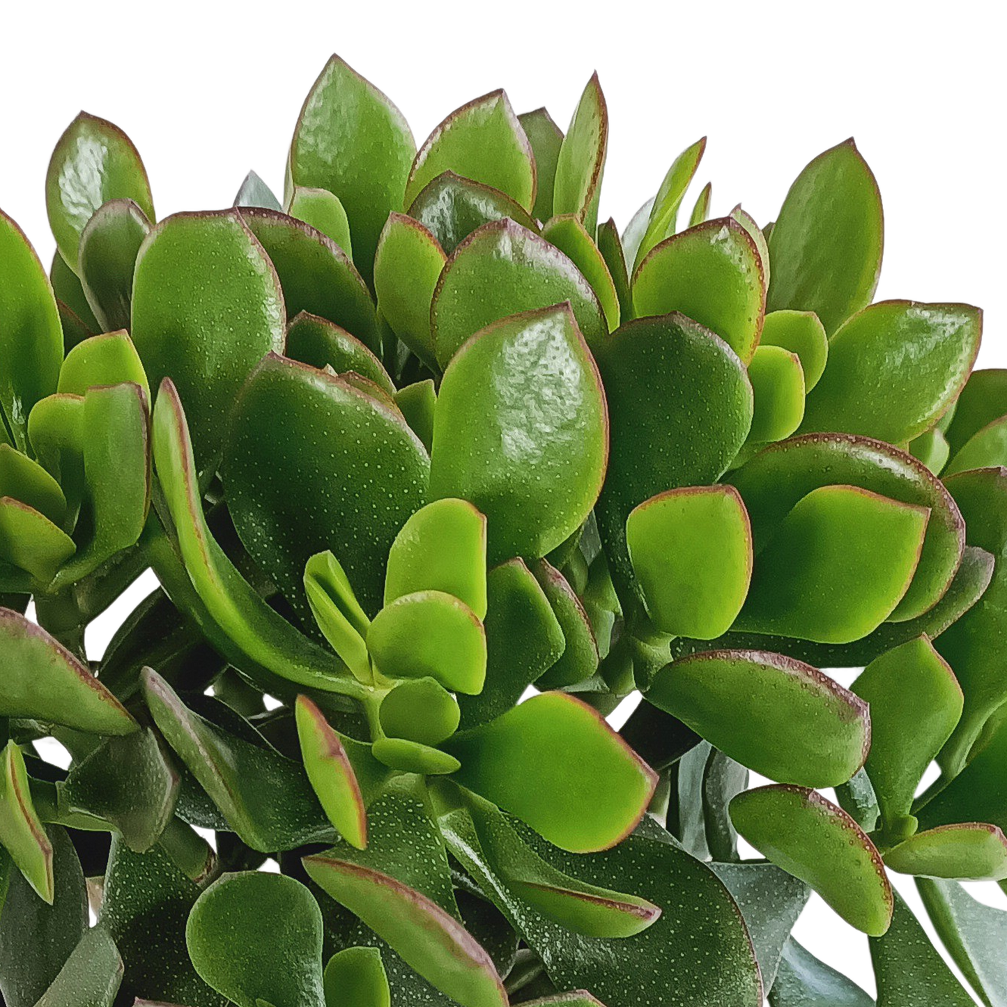 Crassula Minova – Rote Kanten Sukkulente 17 cm