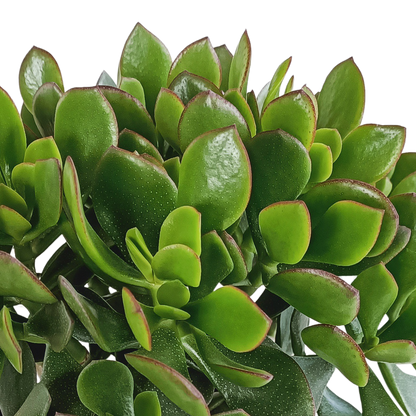 Crassula Minova – Rote Kanten Sukkulente 17 cm