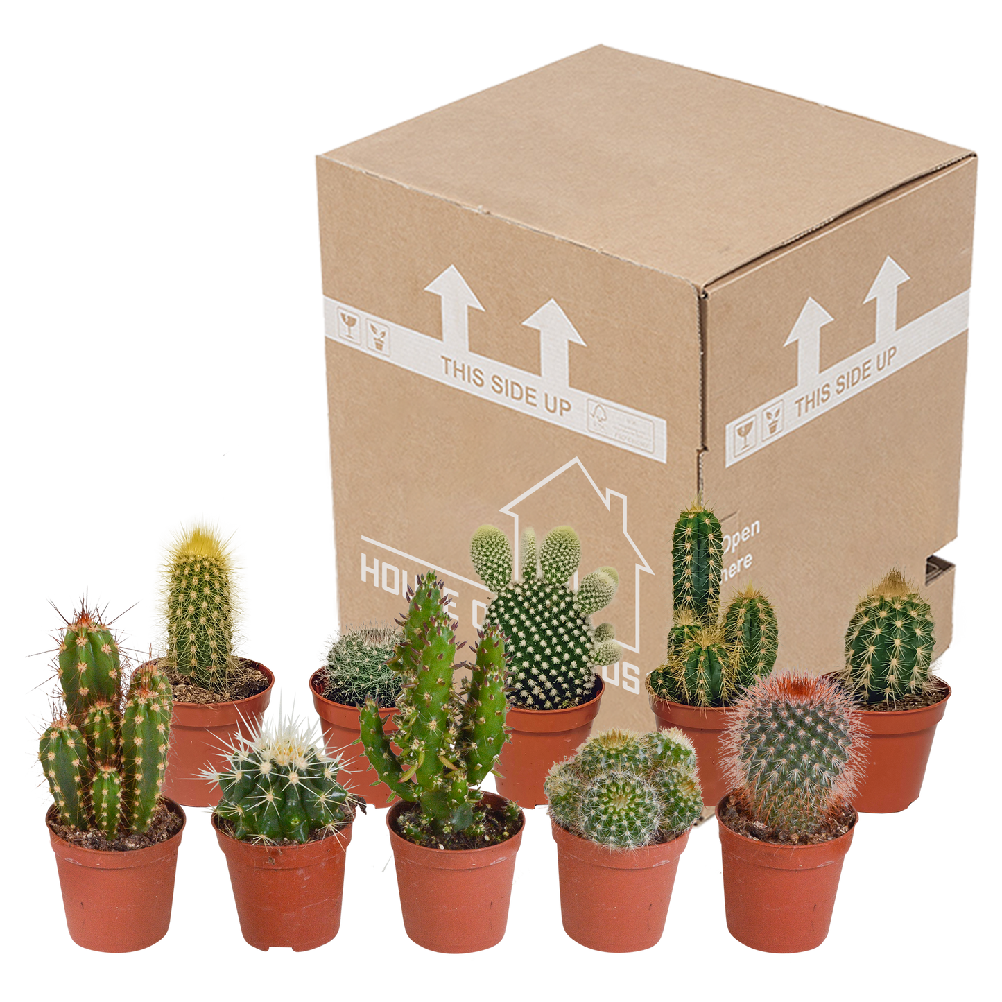 Kakteenmischung 10er Set 5,5 cm ohne Topf