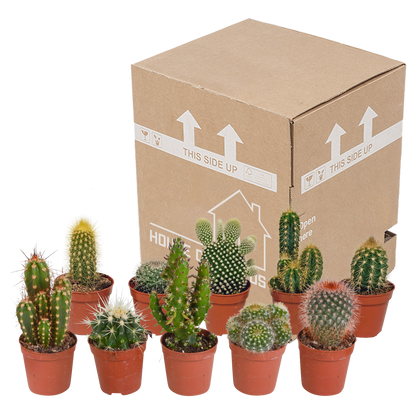 Kakteenmischung 10er Set 5,5 cm ohne Topf