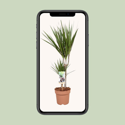 Dracaena Marginata - Ø17cm - ↕75cm