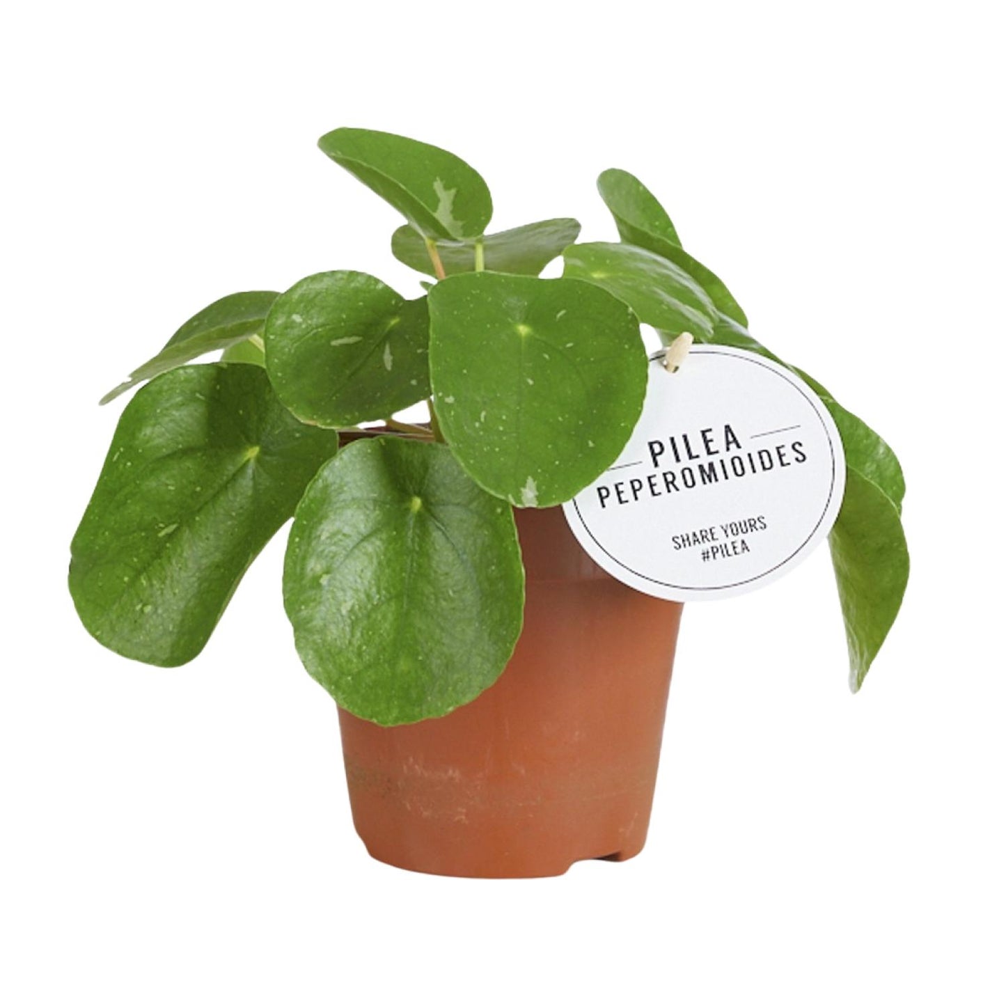 Pilea White Splash - Ø13cm - ↕20cm