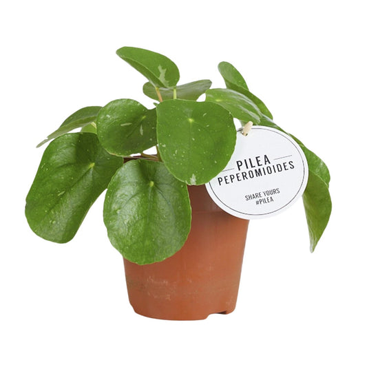 Pilea White Splash - Ø13cm - ↕20cm