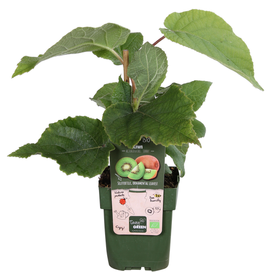 Actinidia delciosioa 'Jenny' - Kiwi - Ø13cm - ↕45cm