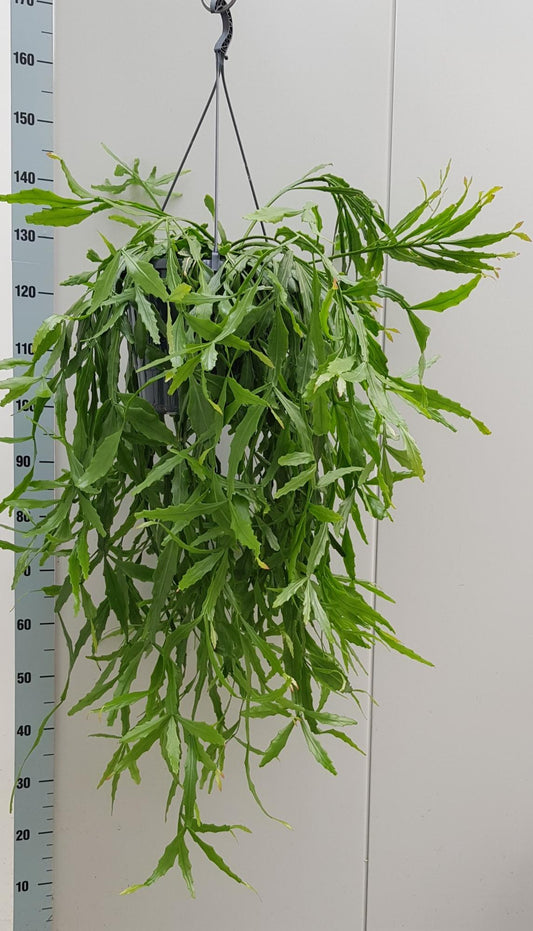 Rhipsalis Crispata 25cm - Ø25cm - ↕60cm