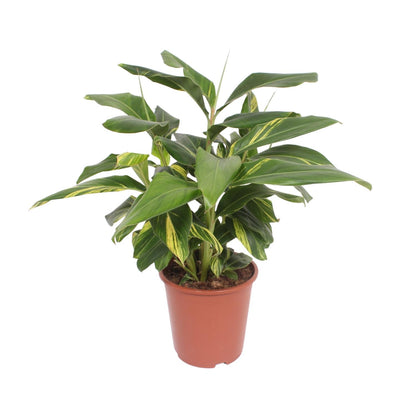 Alpinia Zerumbet Variegata - Ø27cm - ↕80cm