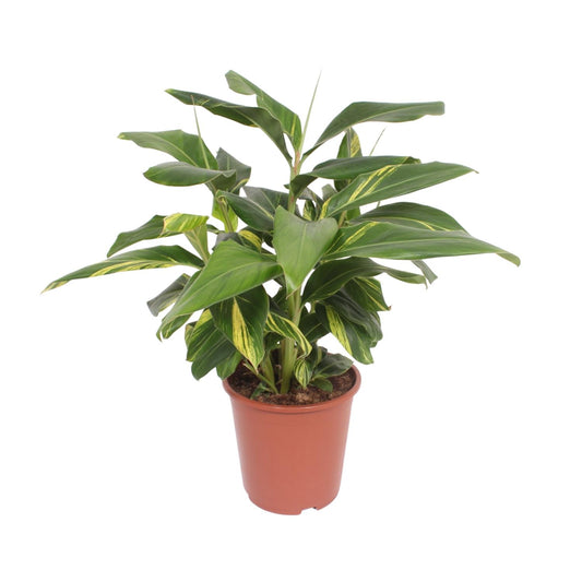 Alpinia Zerumbet Variegata - Ø27cm - ↕80cm