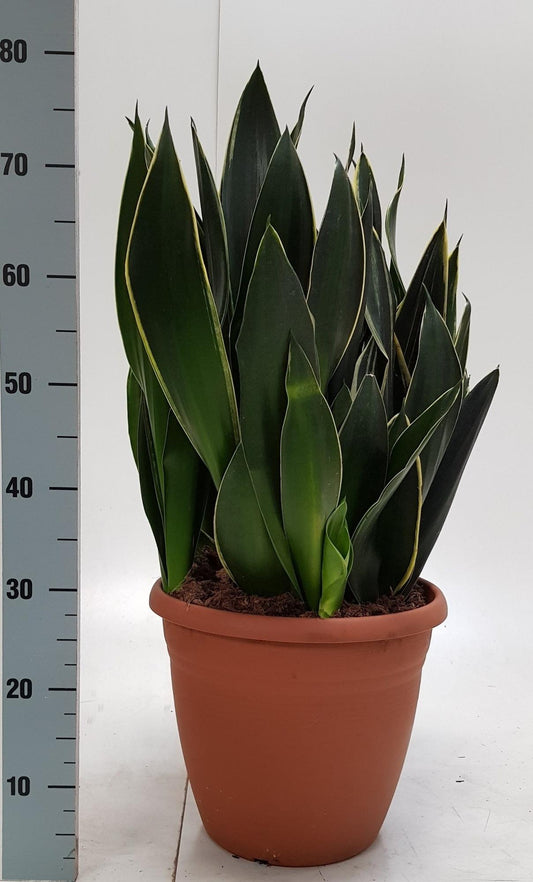 Sanseveria Trifasciata 31cm - Ø31cm - ↕75cm