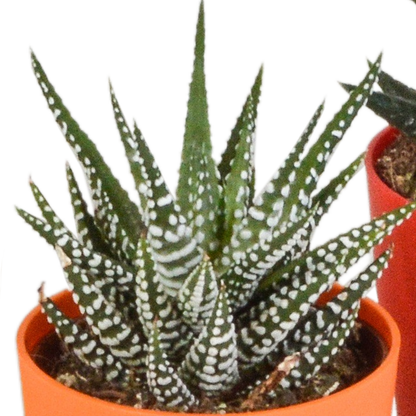 Gasterie & Haworthie Mix 5er – Pflegesukkulenten im 5,5cm Topf