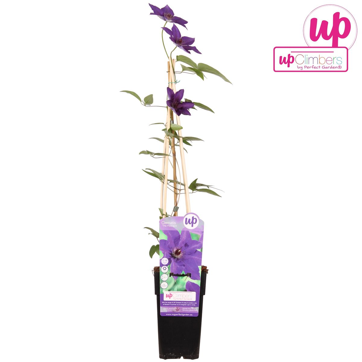 Clematis The President - Clematis Lila - Ø15cm - ↕65cm