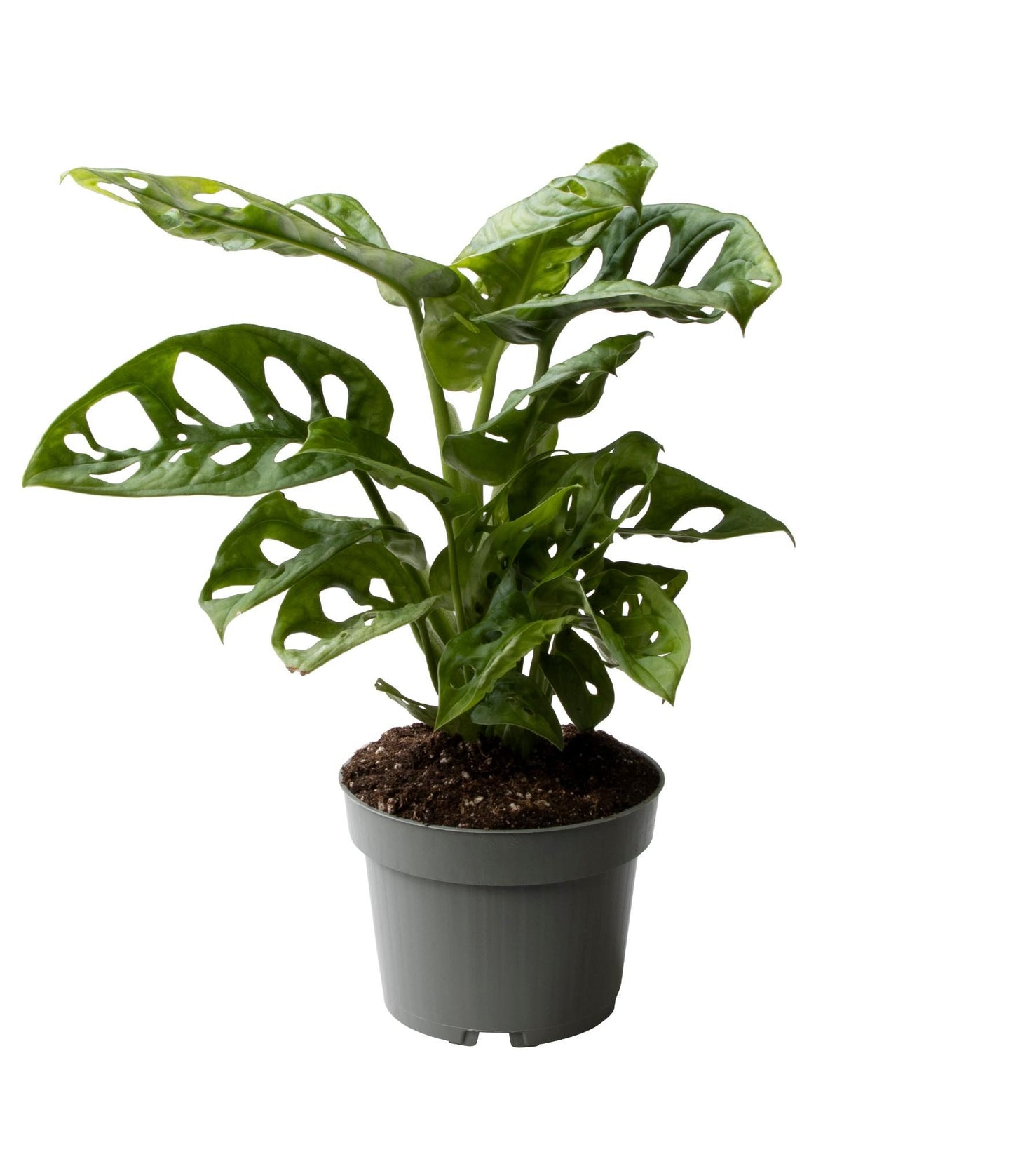 Monstera Obliqua 10,5 Cm - Ø10cm - ↕25cm