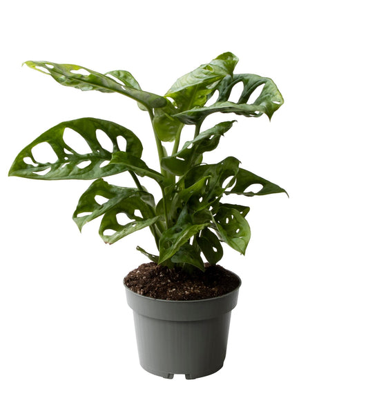 Monstera Obliqua 10,5 Cm - Ø10cm - ↕25cm