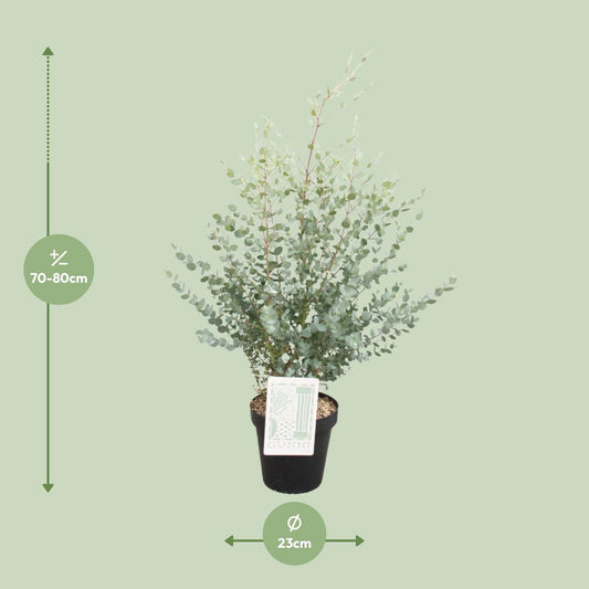 Eucalyptus Gunni - Ø23cm - ↕75cm
