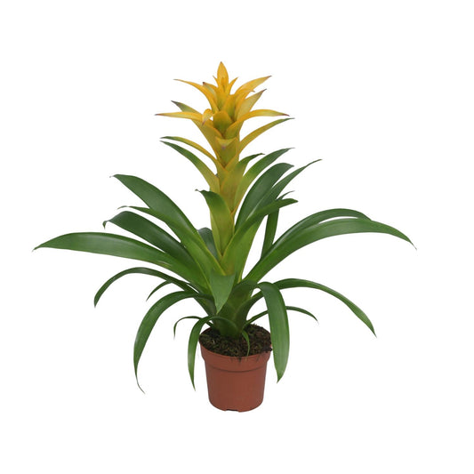 Guzmania Desire - Ø12 ↕45