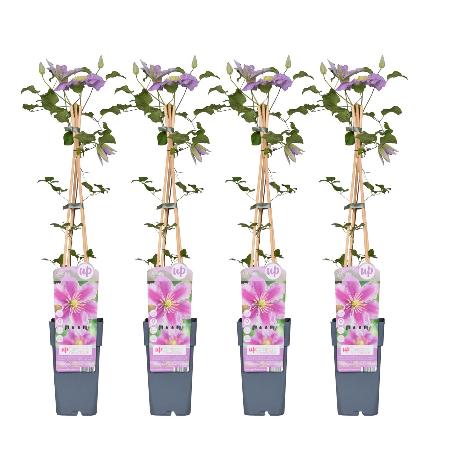 4x - Clematis Piilu - ↨65cm - Ø15