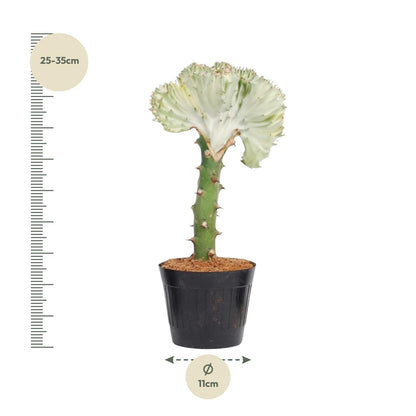 Korallenkaktus 'Cristata' – 30 cm pflegeleichte Sukkulente