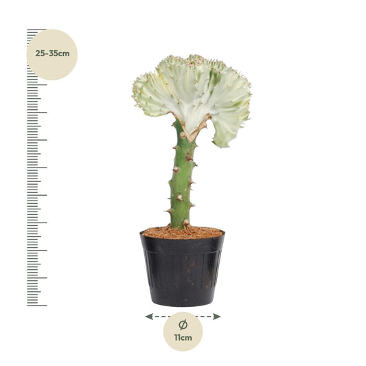 Korallenkaktus 'Cristata' – 30 cm pflegeleichte Sukkulente