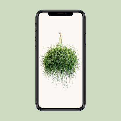 Rhipsalis Pulchra - Ø21 ↕45