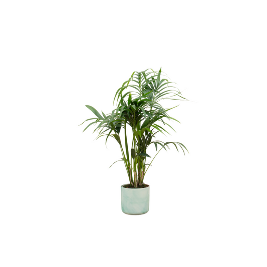 Kentia Palme 130 cm mit stilvollem Elho Topf