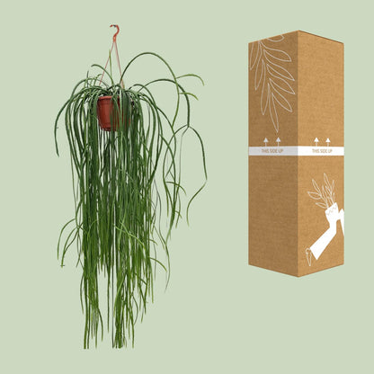 Lepismium Bolivianum - Ø20cm - ↕70cm