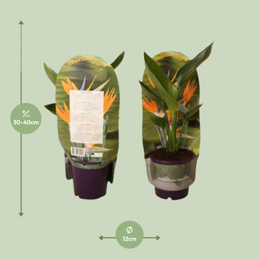 Strelitzia Reginae In Sleeve - Ø12cm - ↕40cm
