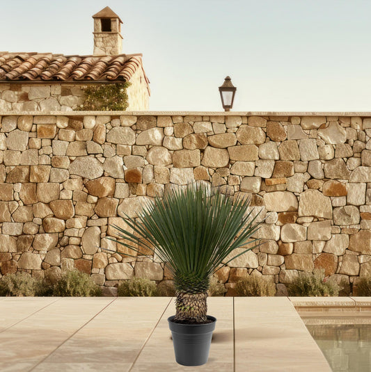 Blaue Palmlilie 130-150 cm – Yucca Rostrata – Exotische Kübelpflanze