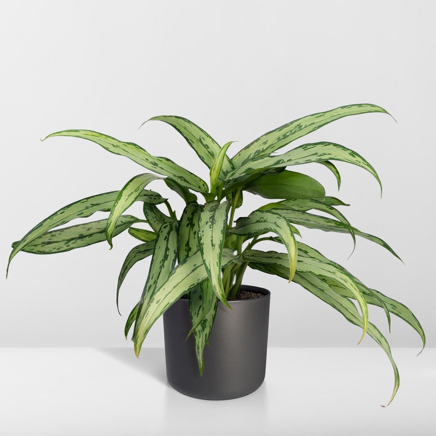 Aglaonema Cutlass - Ø30cm - ↕12cm