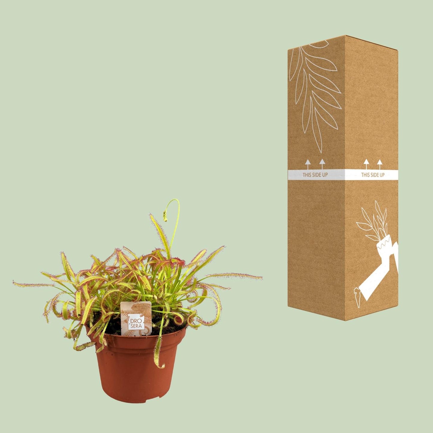 Drosera Capensis - Ø12cm - ↕17cm