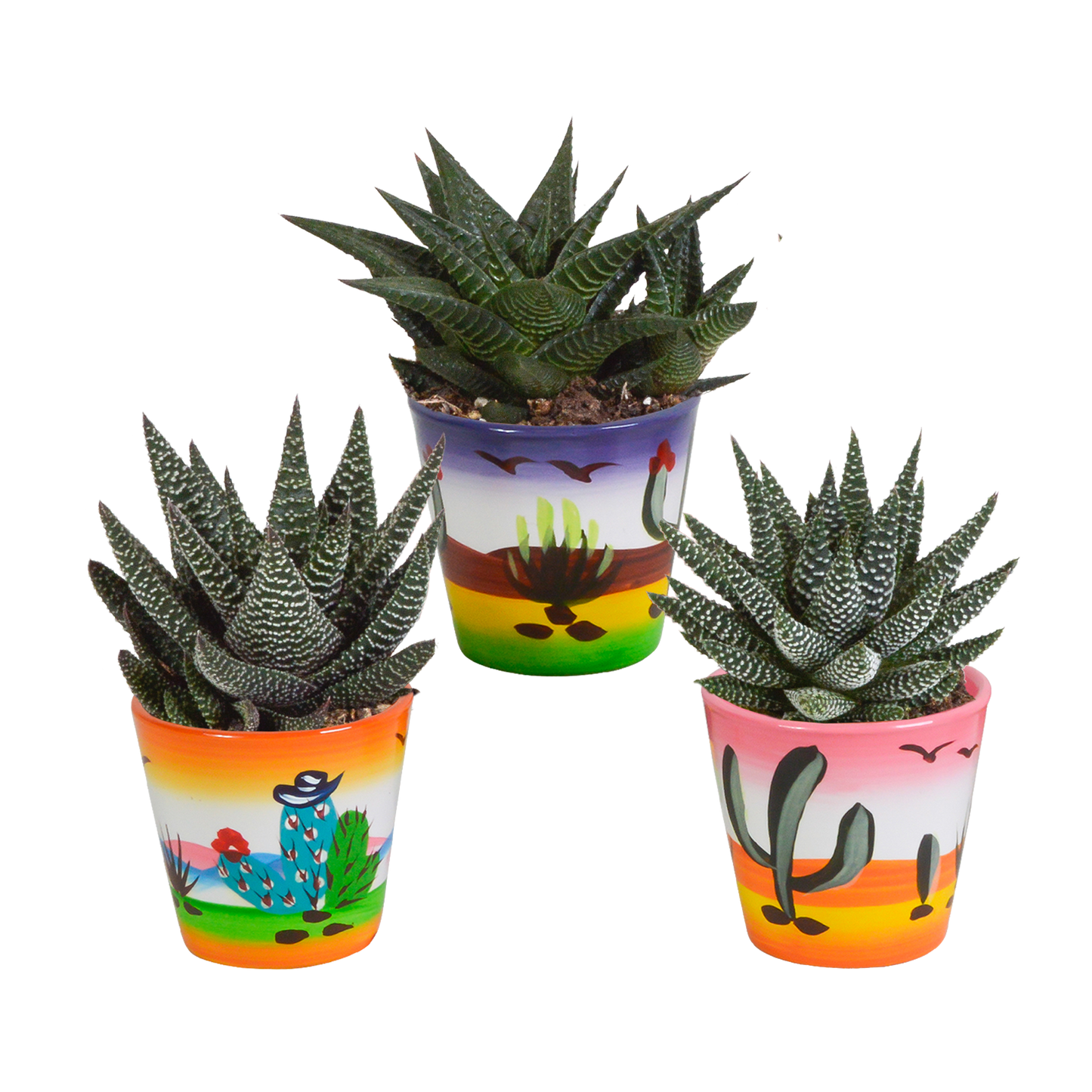 Gasterie & Haworthie Mix 3er Set – Pflegeleichte Sukkulenten 8,5 cm