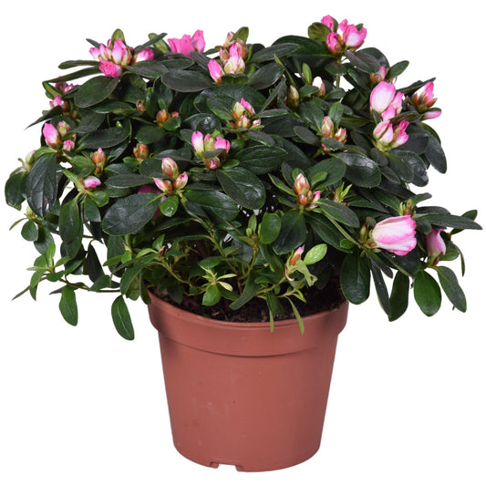Azalea Helmutt Vogel 'Hulsten' 14cm - Ø14cm - ↕30cm