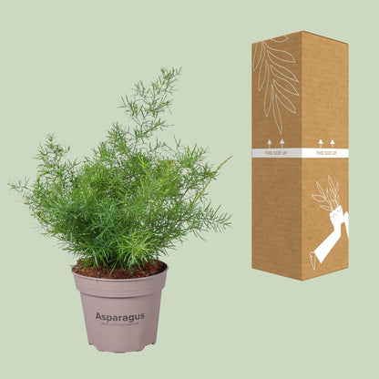 Asparagus Sprengeri - Ø15cm - ↕45cm