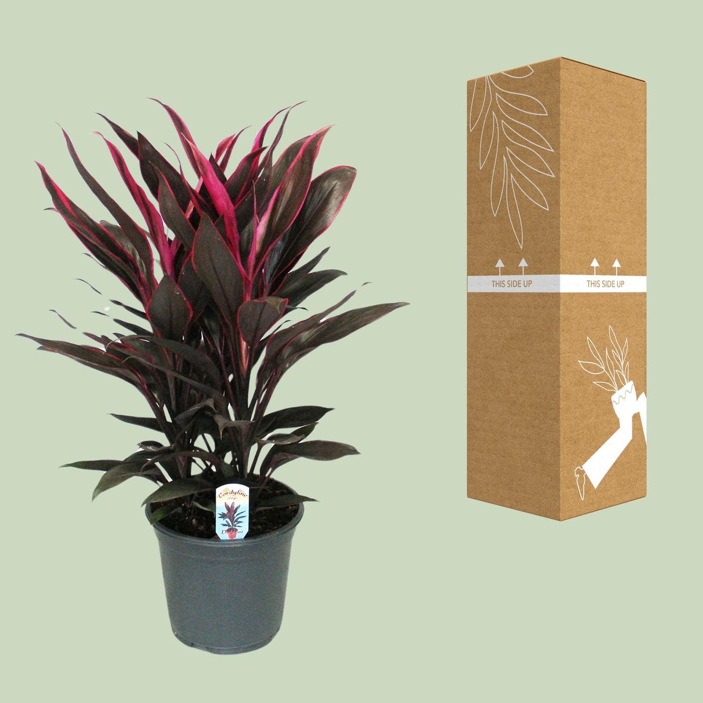 Cordyline Tango Toef - Ø19cm - ↕55cm