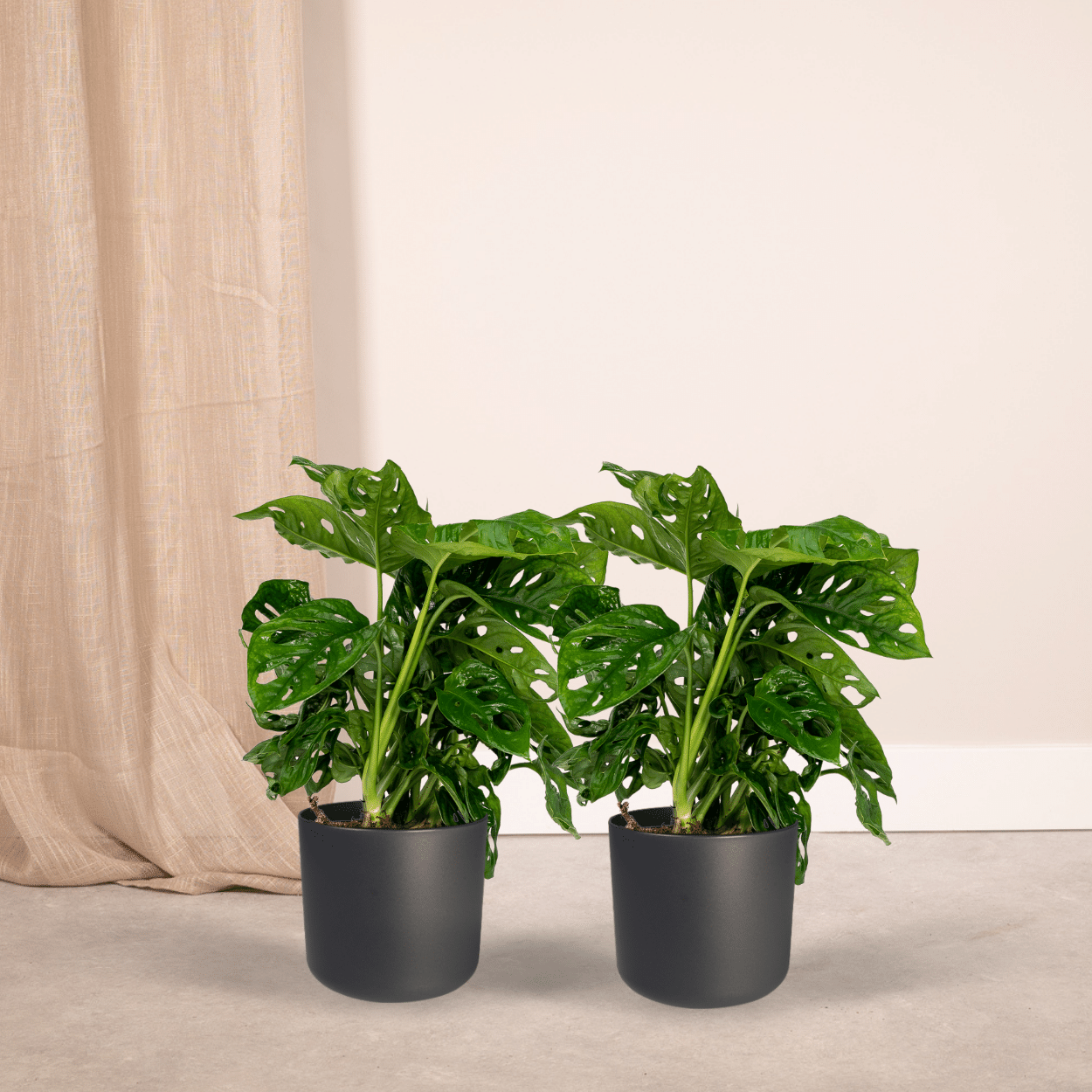 2x Monstera Monkey Leaf - Lochpflanze - 30cm - ø12