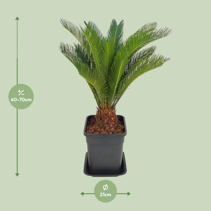 Cycas Revoluta - Ø21cm - ↕70cm