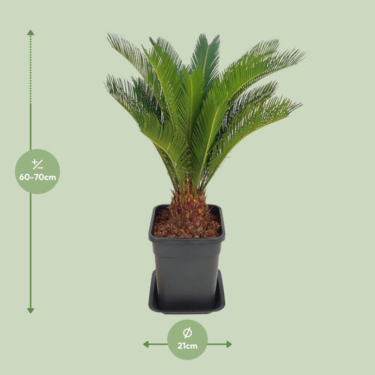 Cycas Revoluta - Ø21cm - ↕70cm