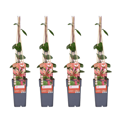 4x - Lonicera periclymenum 'Belgica' - ↨65cm - Ø15
