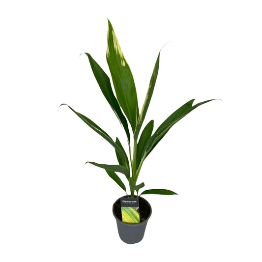 Cordyline Conga - Ø12cm - ↕45cm