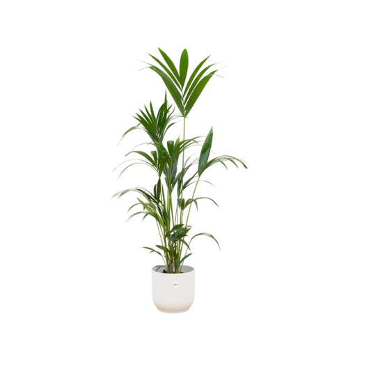 Kentia Palme 160 cm – Pflegeleichte und elegante Zimmerpflanze