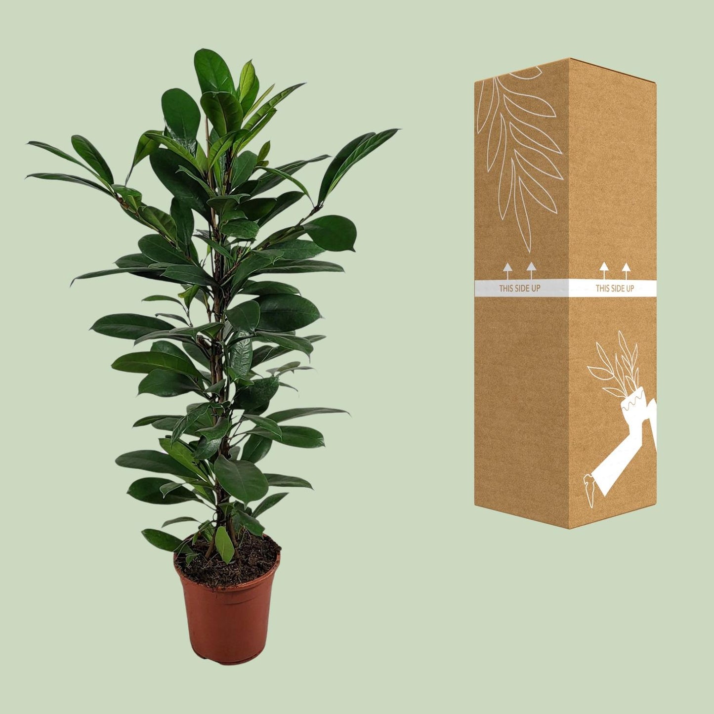 Ficus Cyathistipula - Ø21cm - ↕100cm