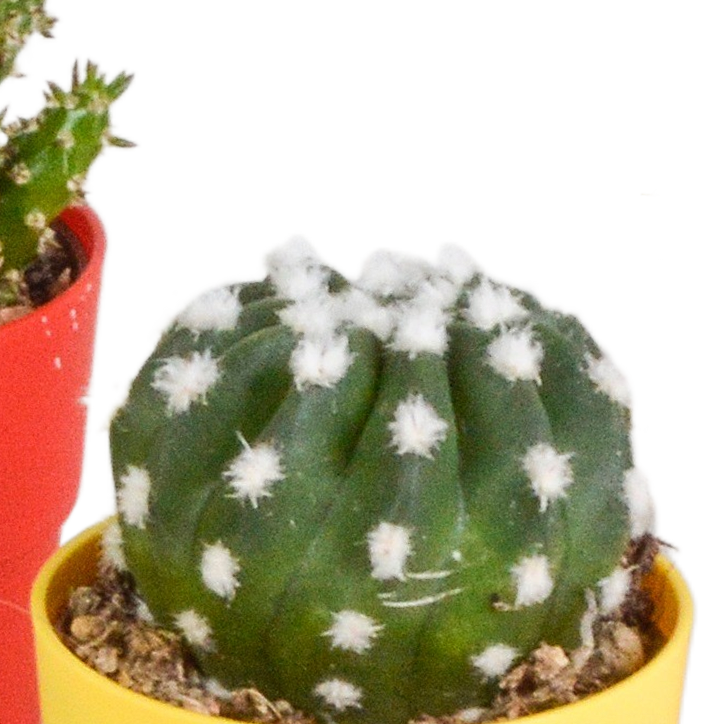 Kakteen Mix 5er Set – Mini Kakteen im Topf