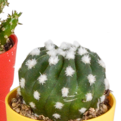 Kakteen Mix 5er Set – Mini Kakteen im Topf