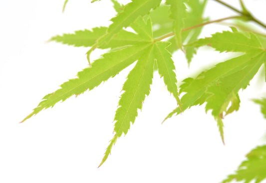 Acer palm. 'Anne Irene' - Ø19cm - ↕40cm