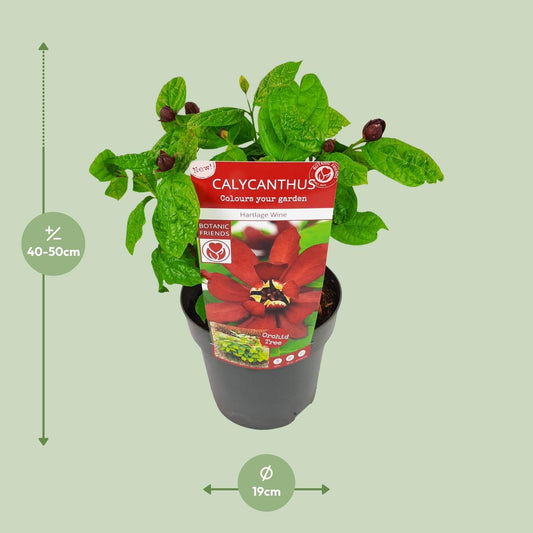 Sinocalycanthus 'Hartlage Wine'Â® - Ø19 - ↨30cm