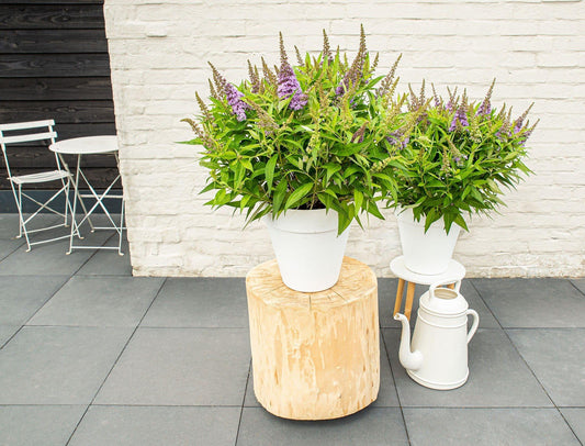 Buddleja dav. 'Butterfly Candy Little Lila' - Ø19cm - ↕25cm