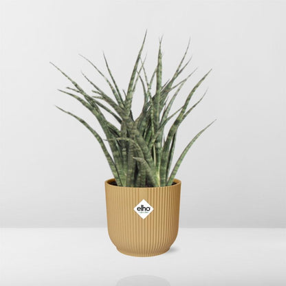 Sansevieria Fernwood Punk in ELHO Vibes Fold 14cm geel