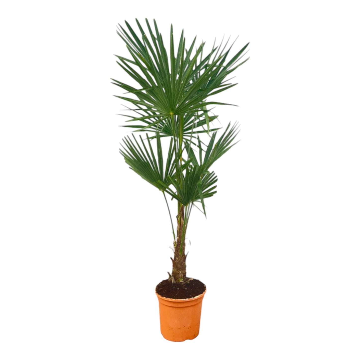 Chinesische Hanfpalme 120-140 cm – Winterharte Kübelpflanze