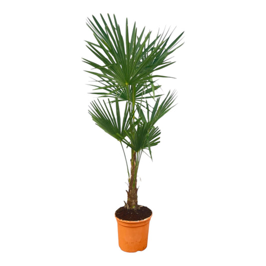 Chinesische Hanfpalme 120-140 cm – Winterharte Kübelpflanze
