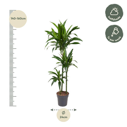 Drachenbaum Janet Craig 150 cm – Pflegeleichte Eleganz