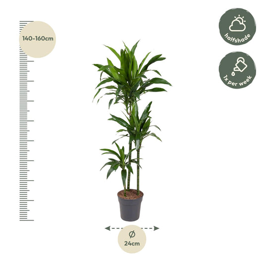 Drachenbaum Janet Craig 150 cm – Pflegeleichte Eleganz
